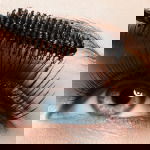 Close-up of blue eye with long lashes with mascara
